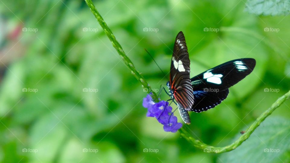 Red lacewing butterfly 
