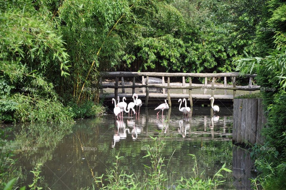 Flamingos With Bridge.