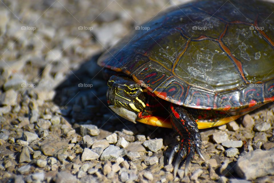 A turtle crosses a gravel path in the park