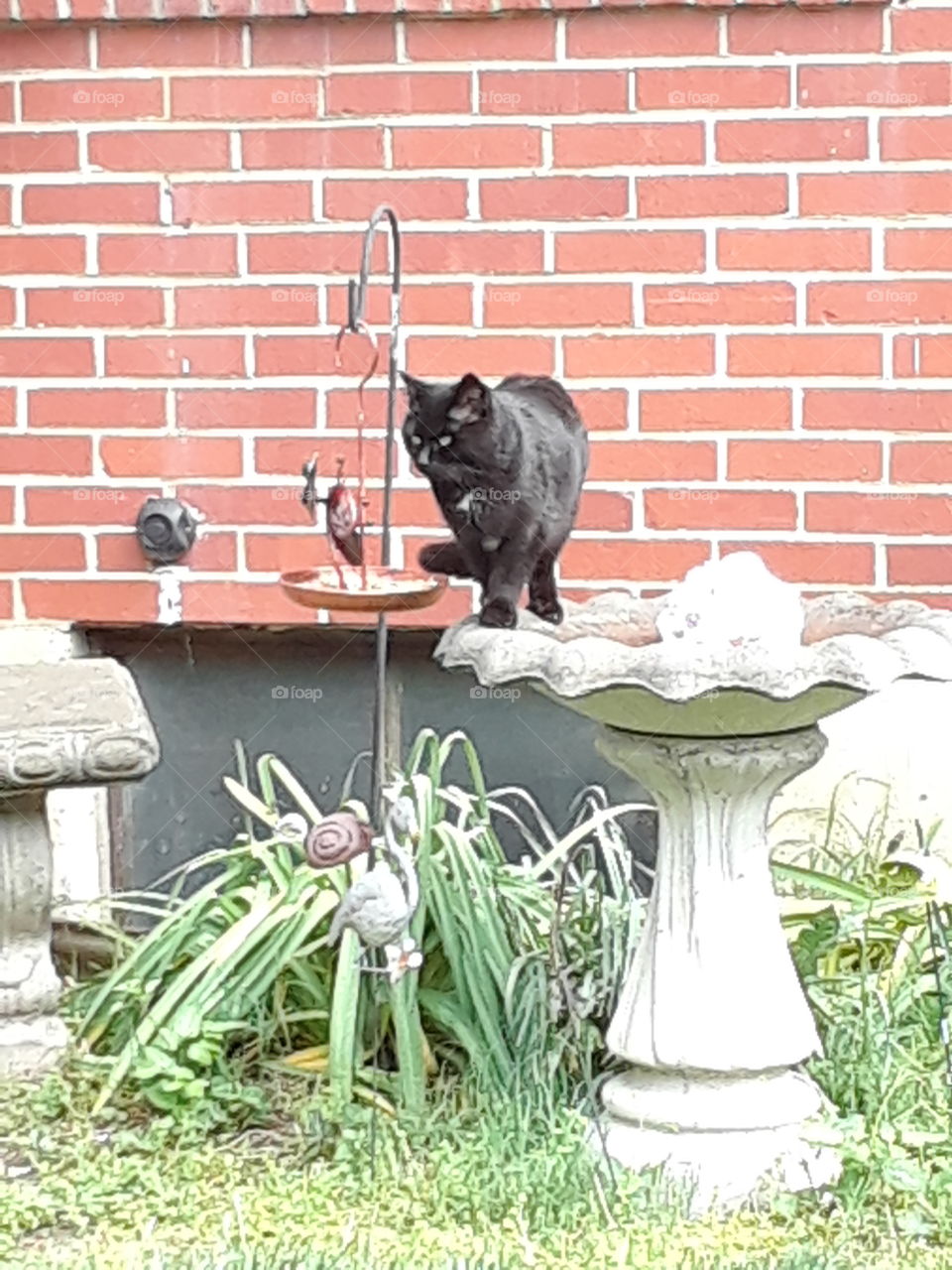 Black Cat in a bird bath with a brick wall