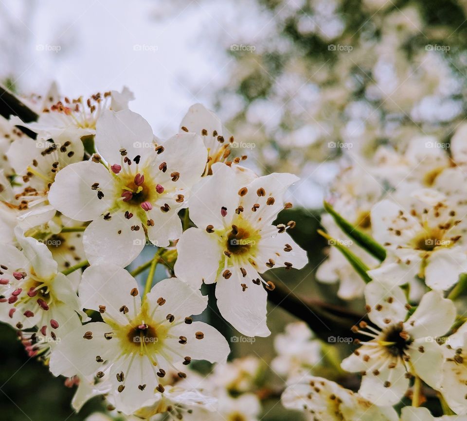 flowering tree in spring