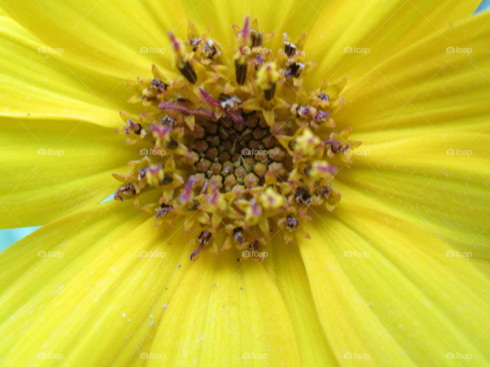 yellow nature flower sunflower by ashley77