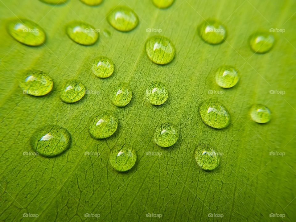 Beautiful water drops on green leaf macro close up. nature texture background