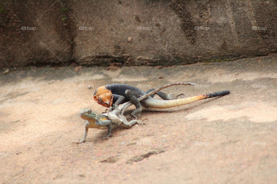 mating reptiles