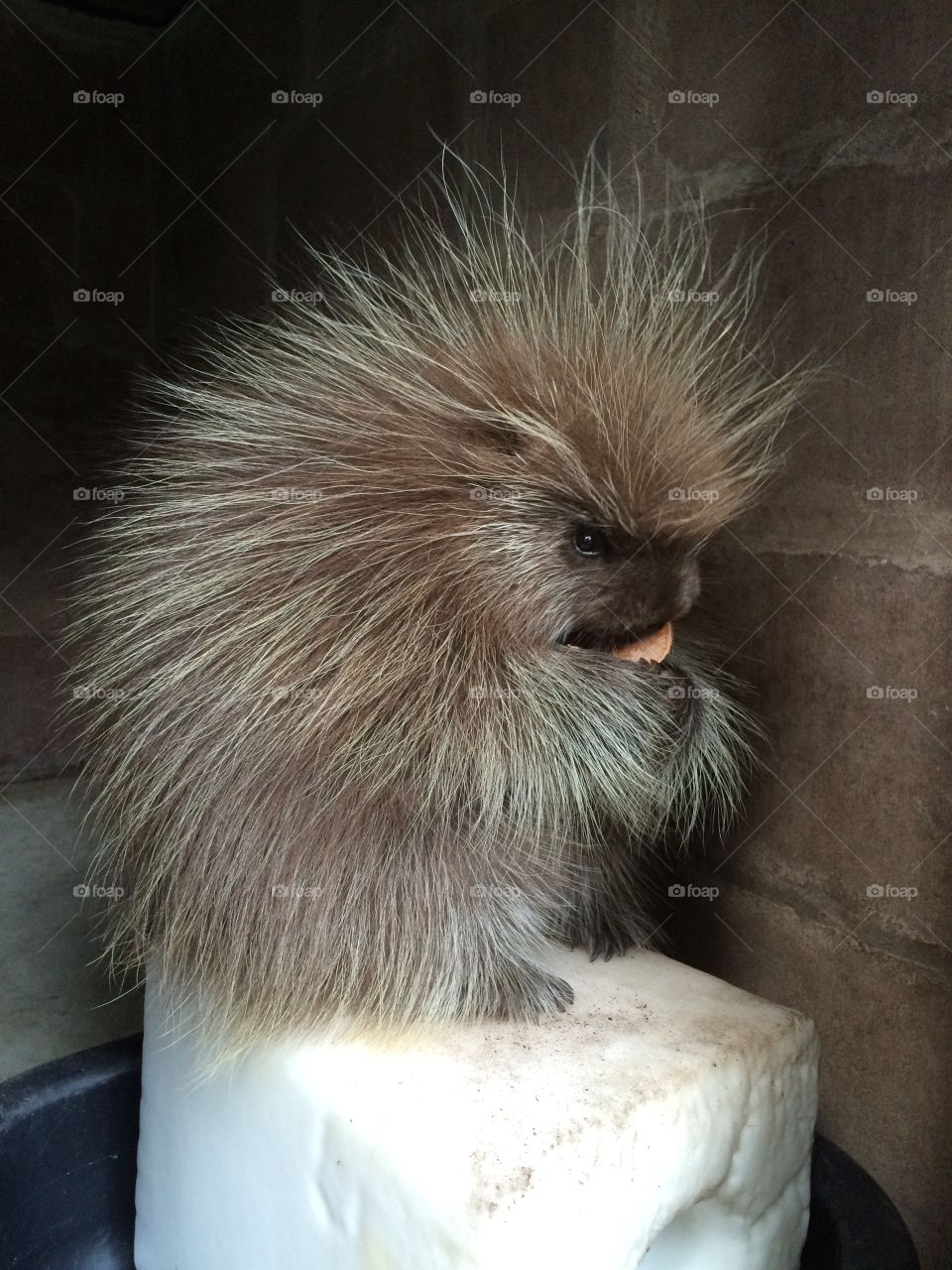 North American porcupine baby - Turtle Back Zoo