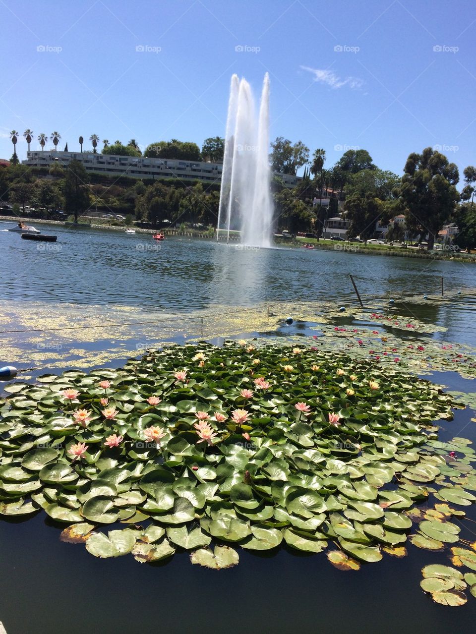 Echo Park Lake