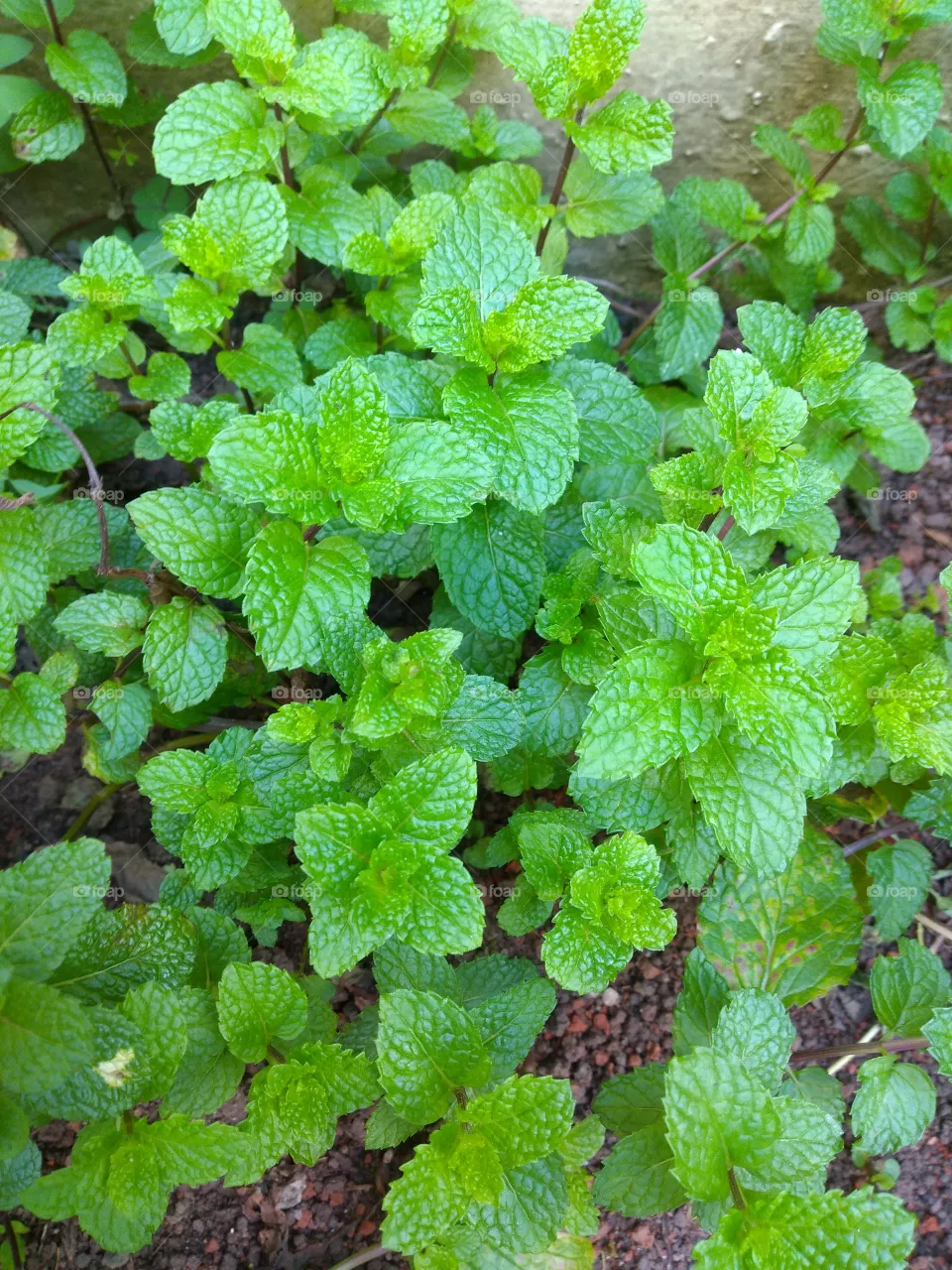welcome foap: mint