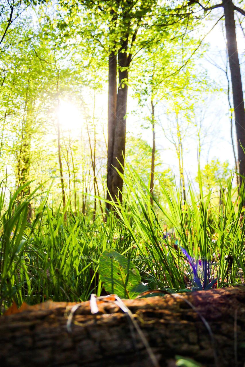 Glimmer of light in the forest 