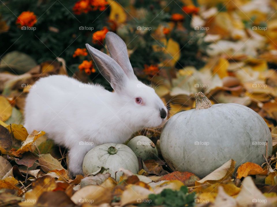 White fluffy rabbit in the autumn garden 