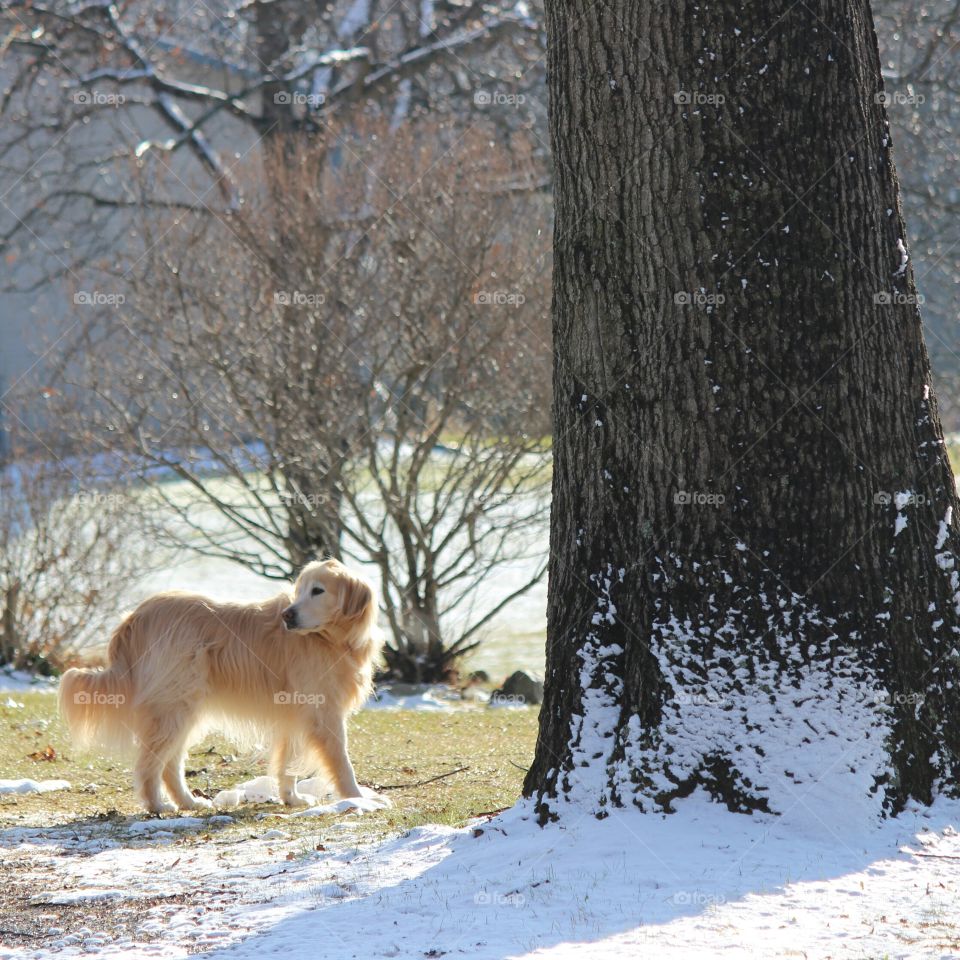 sunny skies in winter