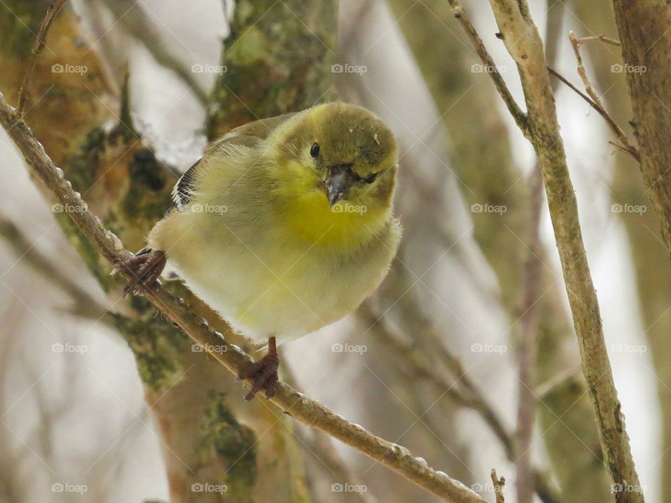 Goldfinch