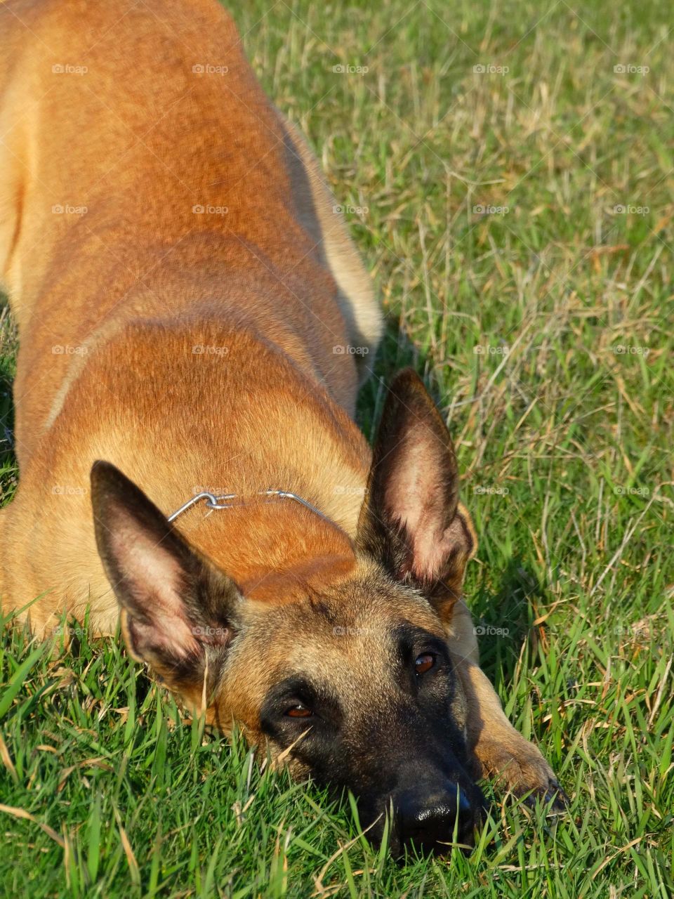 Belgian Shepherd Malinois