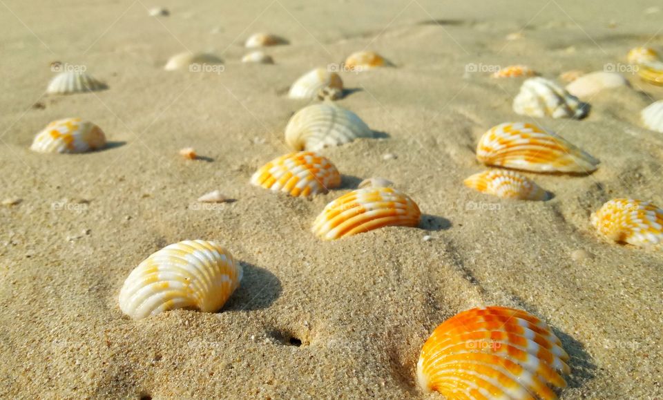 Striped scallops on sand