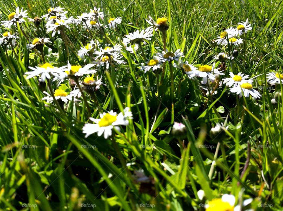 landscape green spring flowers by marineflyver