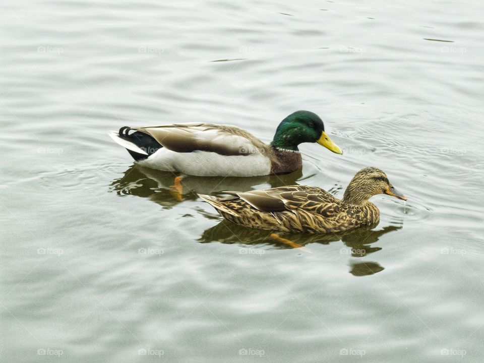 Beautiful ducks