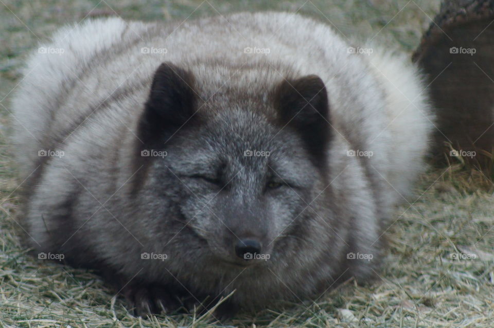 Arctic fox
Buffalo zoo