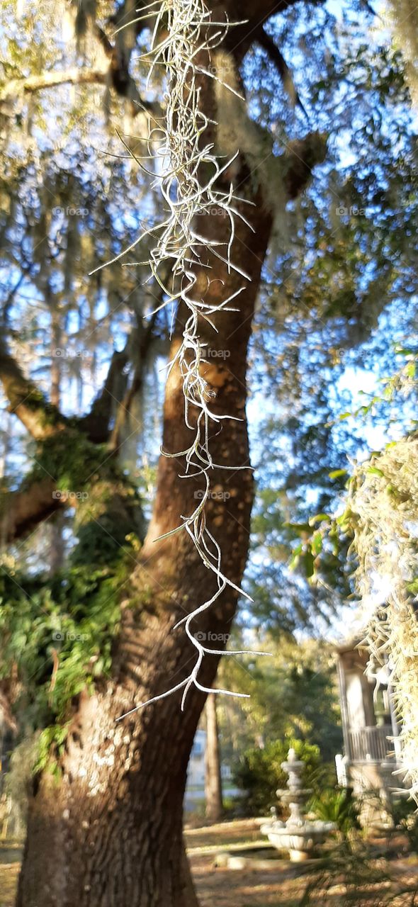 strand of Spanish Moss hanging from Live Oak in the morning sunshine