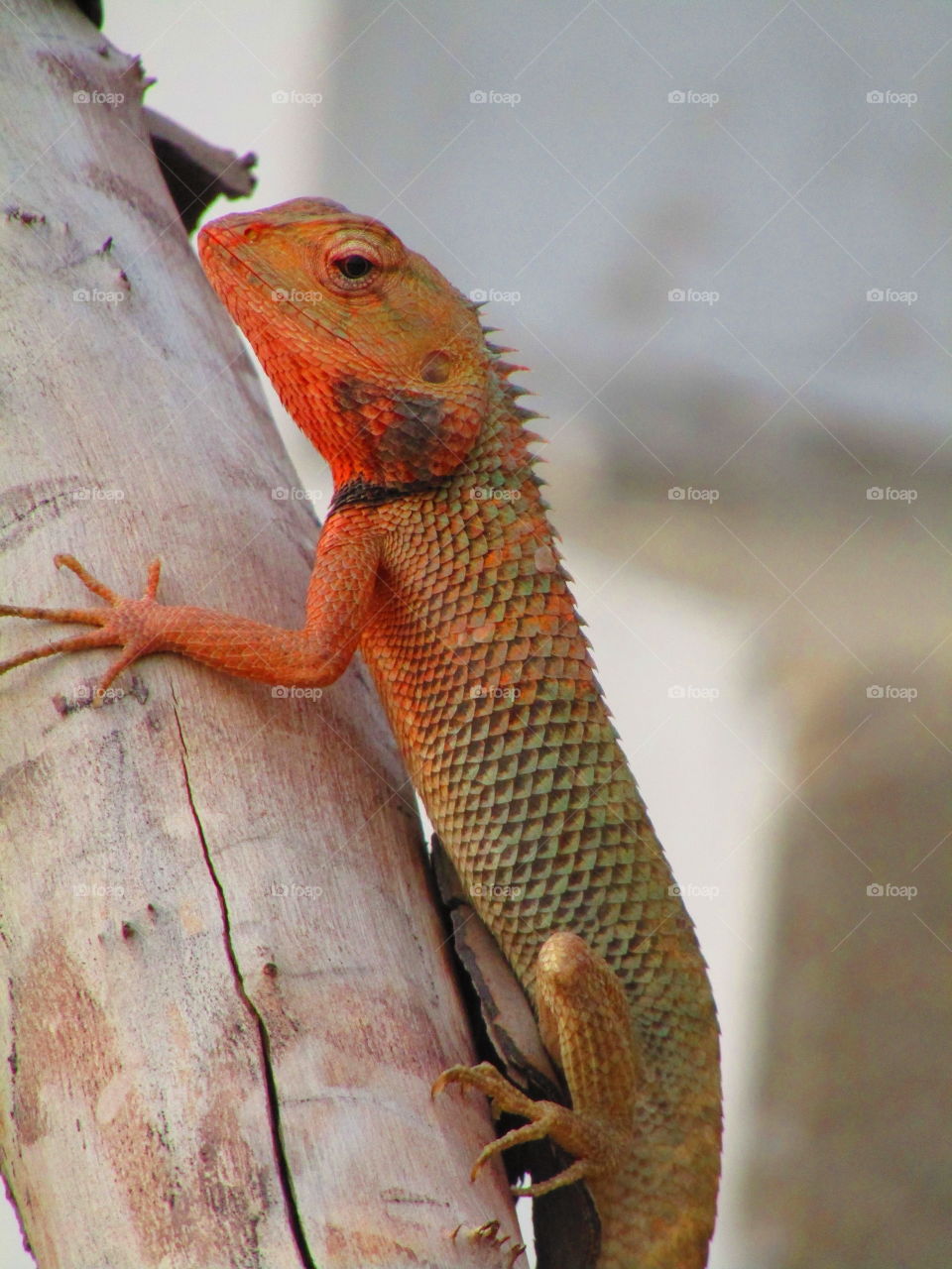The oriental garden lizard, eastern garden lizard, bloodsucker or changeable lizard (Calotes versicolor) is an agamid lizard found widely distributed in indo-Malaya