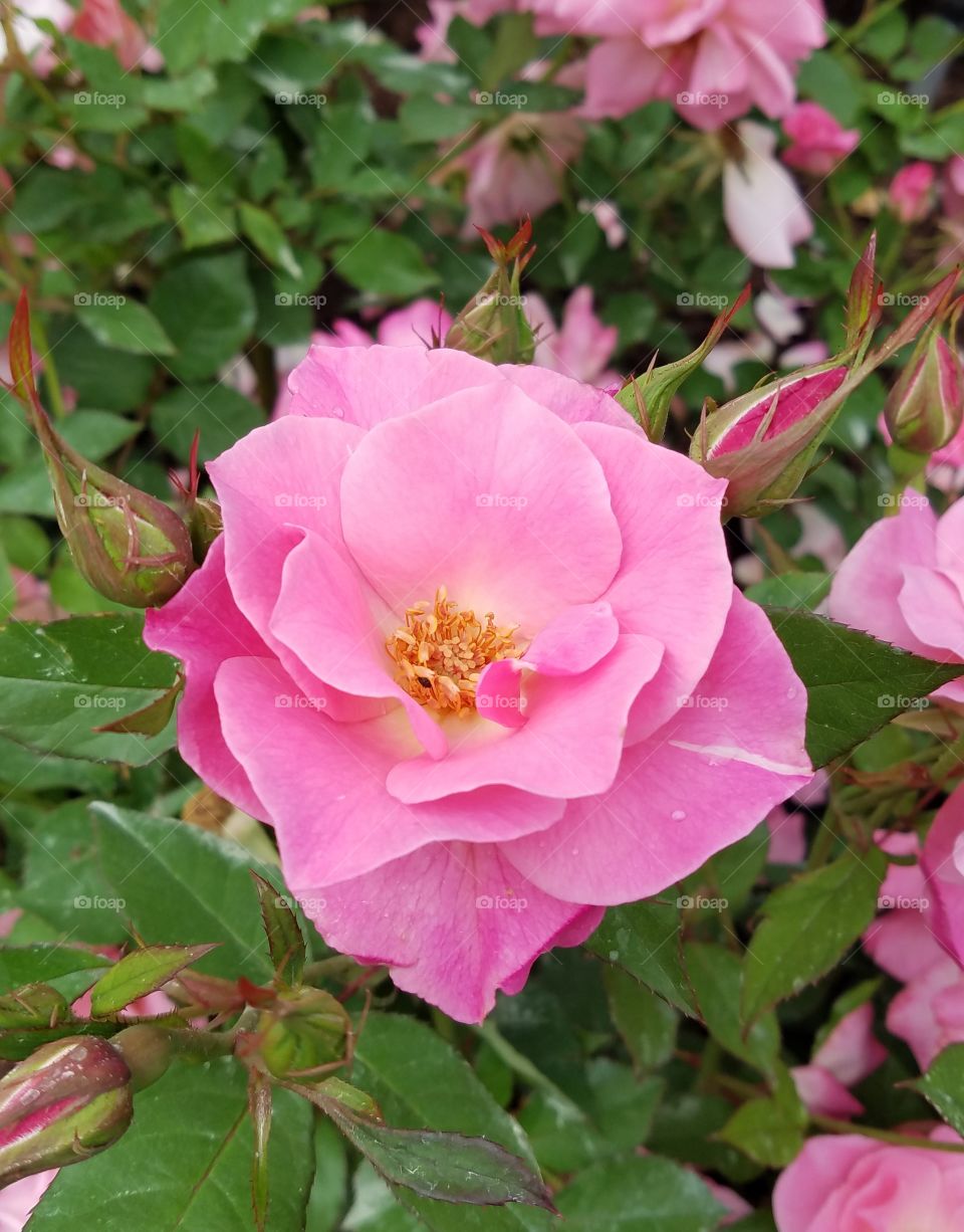 Pink rose with flower buds
