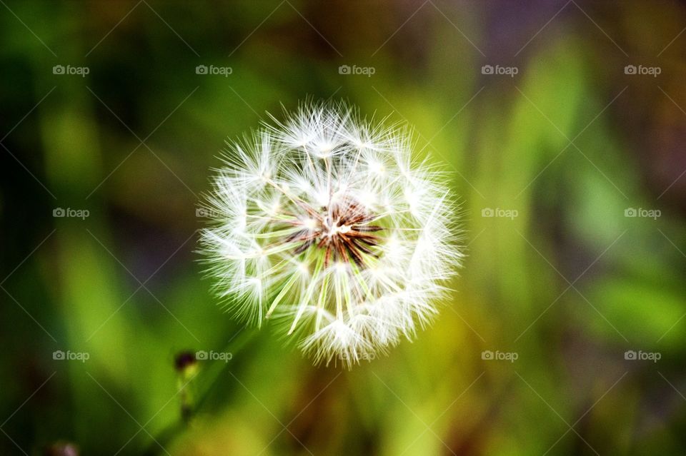 Dandelion