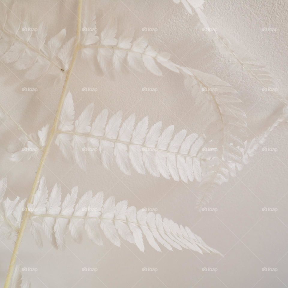 White fern