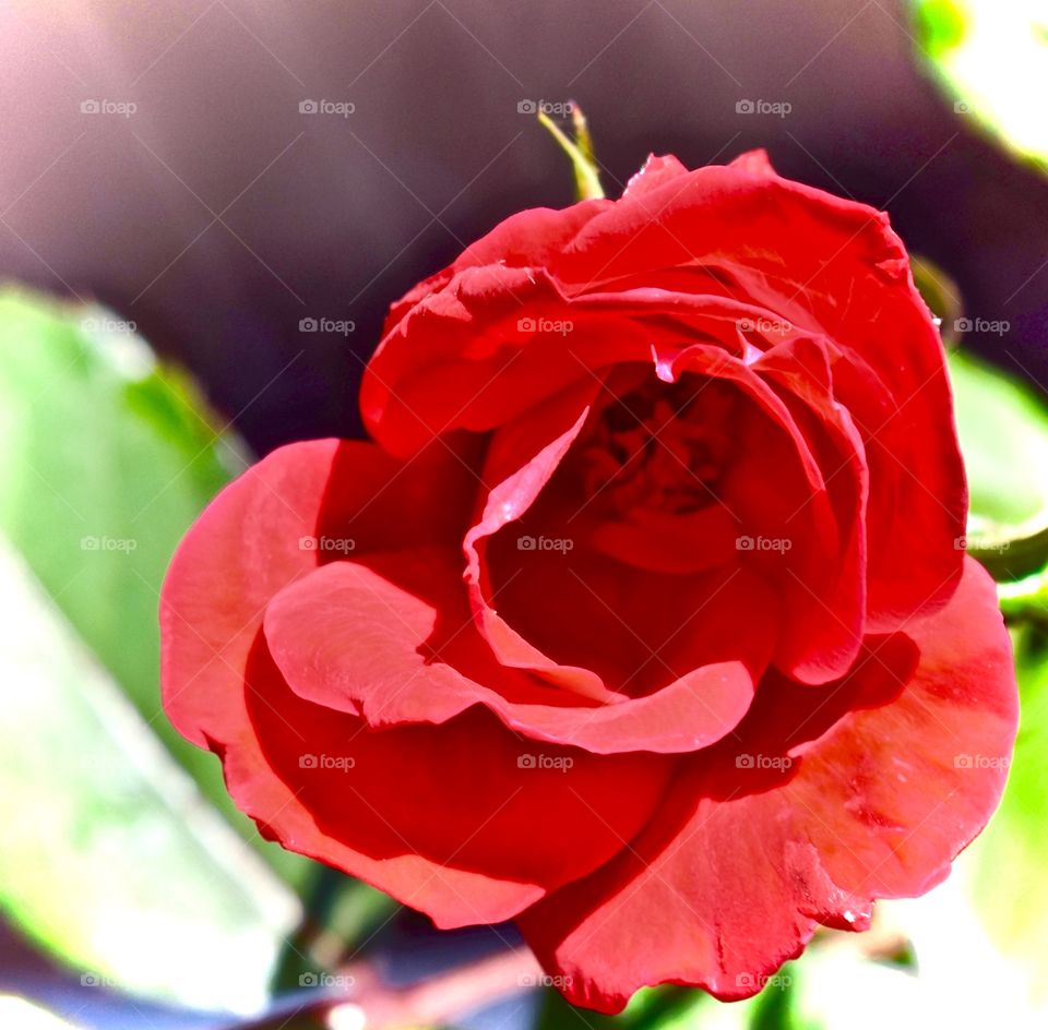 Blooming Up Close and Beautiful 