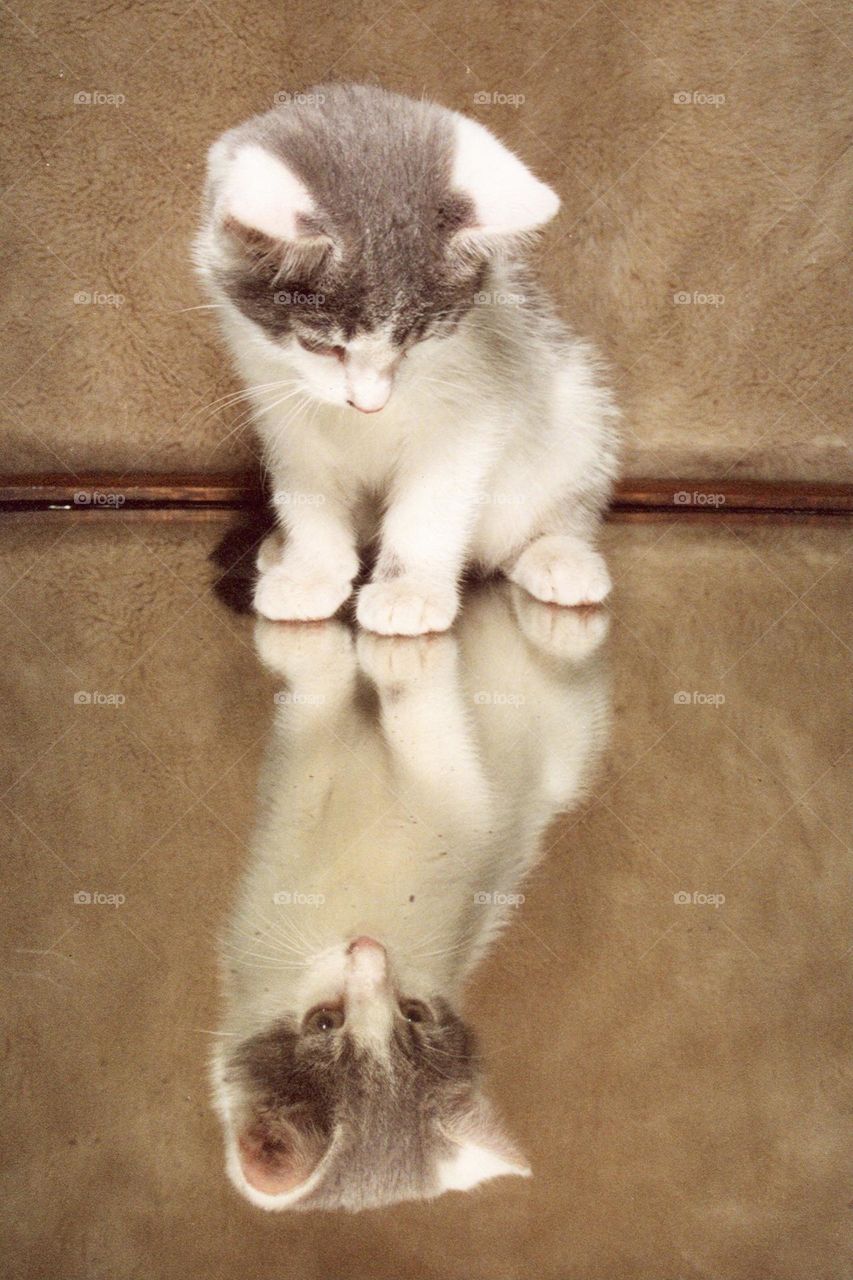 Kitten looking into mirror 