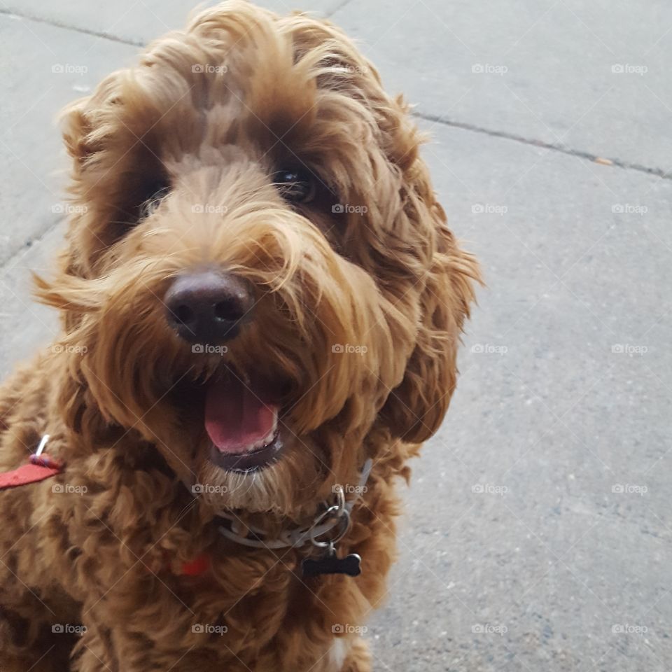 Happy puppy labradoodle