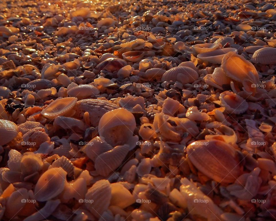 Shells at Sunset 