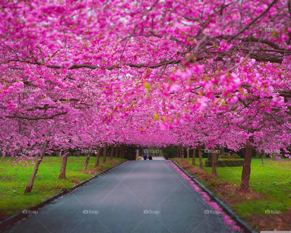 Cherry blossom trees on roadside