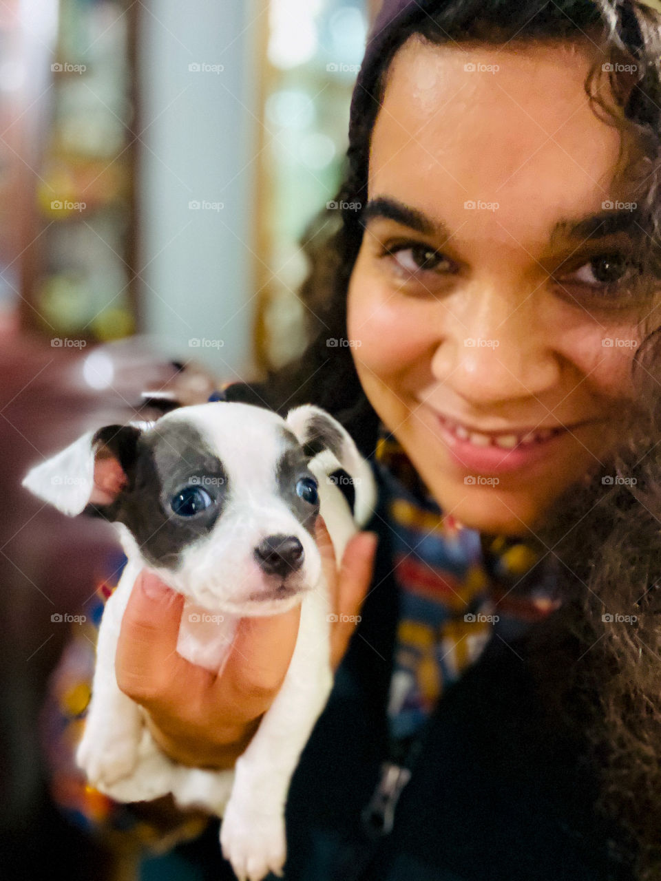 Puppy chihuahua with woman 