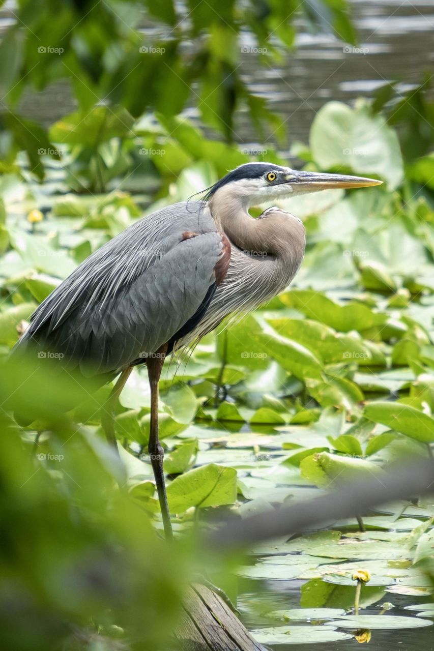 Foap, Wild Animals of the United States: A great blue heron stands among the spatterdock in the millpond at Yates Mill County Park in Raleigh North Carolina. 
