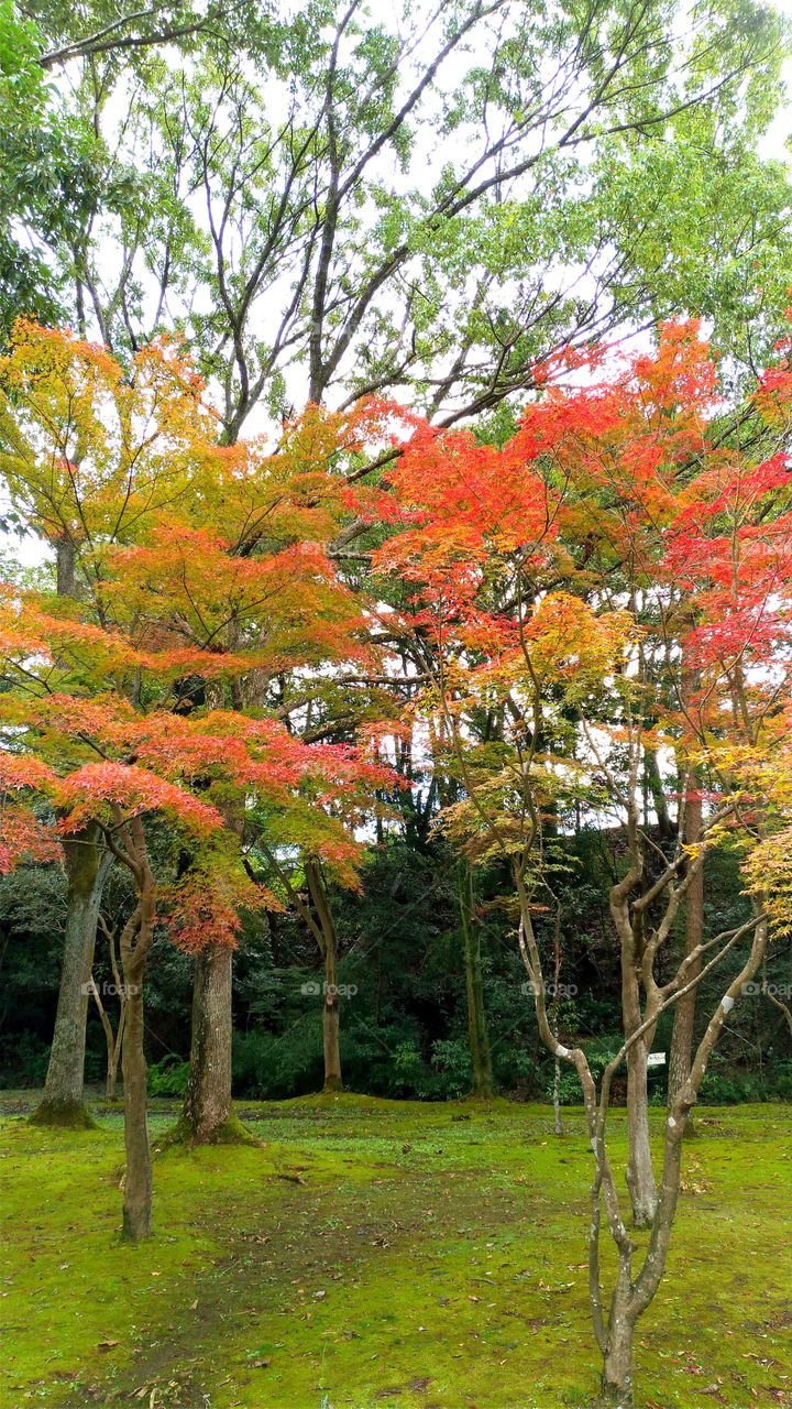 Golden red leaves