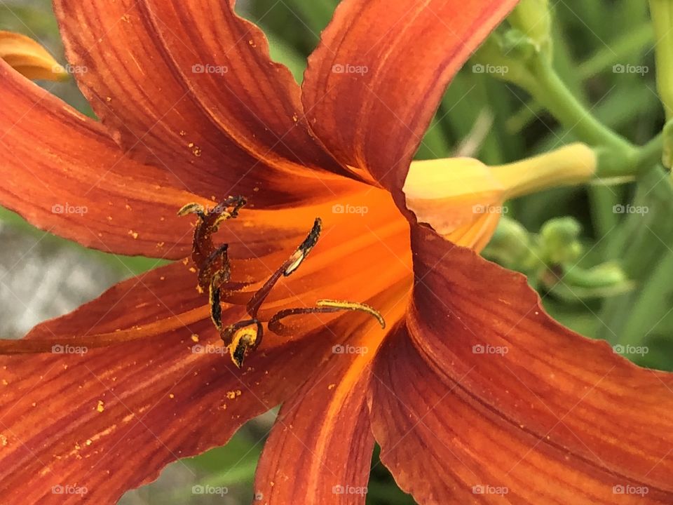Orange Lily in Bloom
