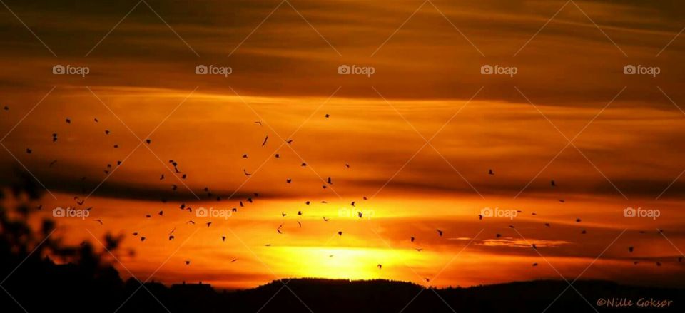 Crows in sunset