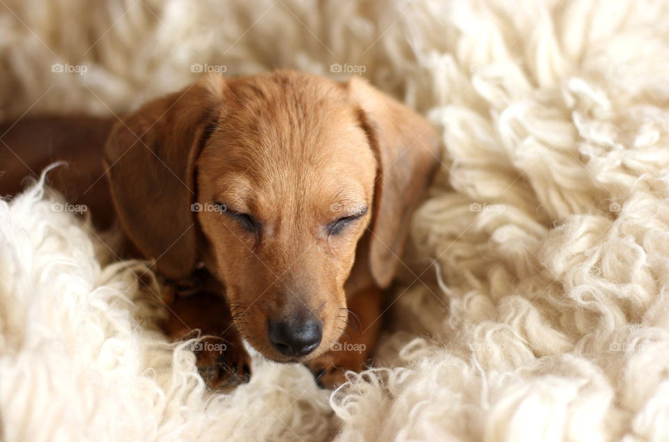 Little dachshund sleeping in woolen blanket, fozy time at home