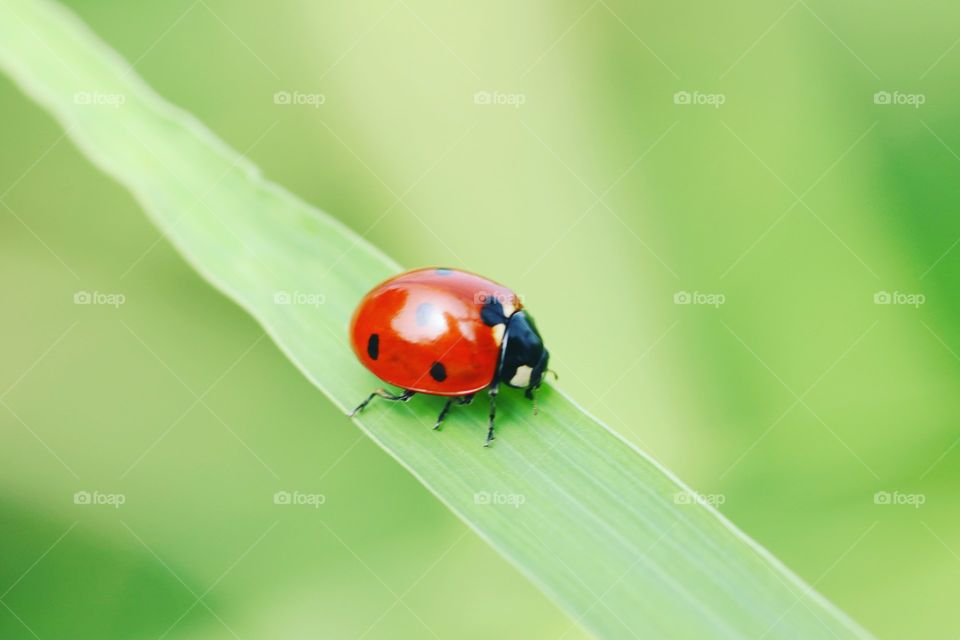 Beautiful ladybug on a leaf