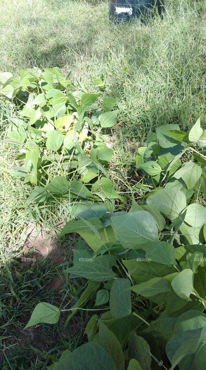 Agriculture, Flora, Leaf, Growth, Food