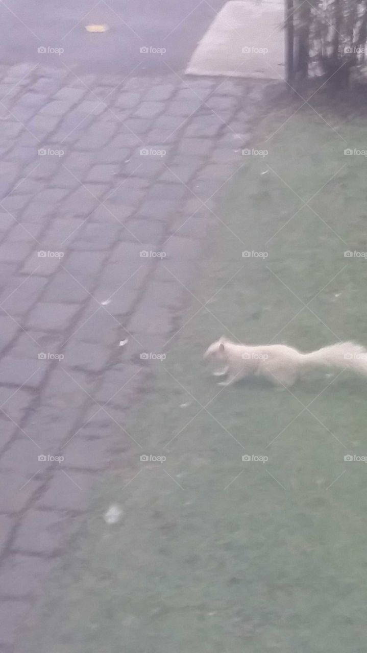 White Squirrel