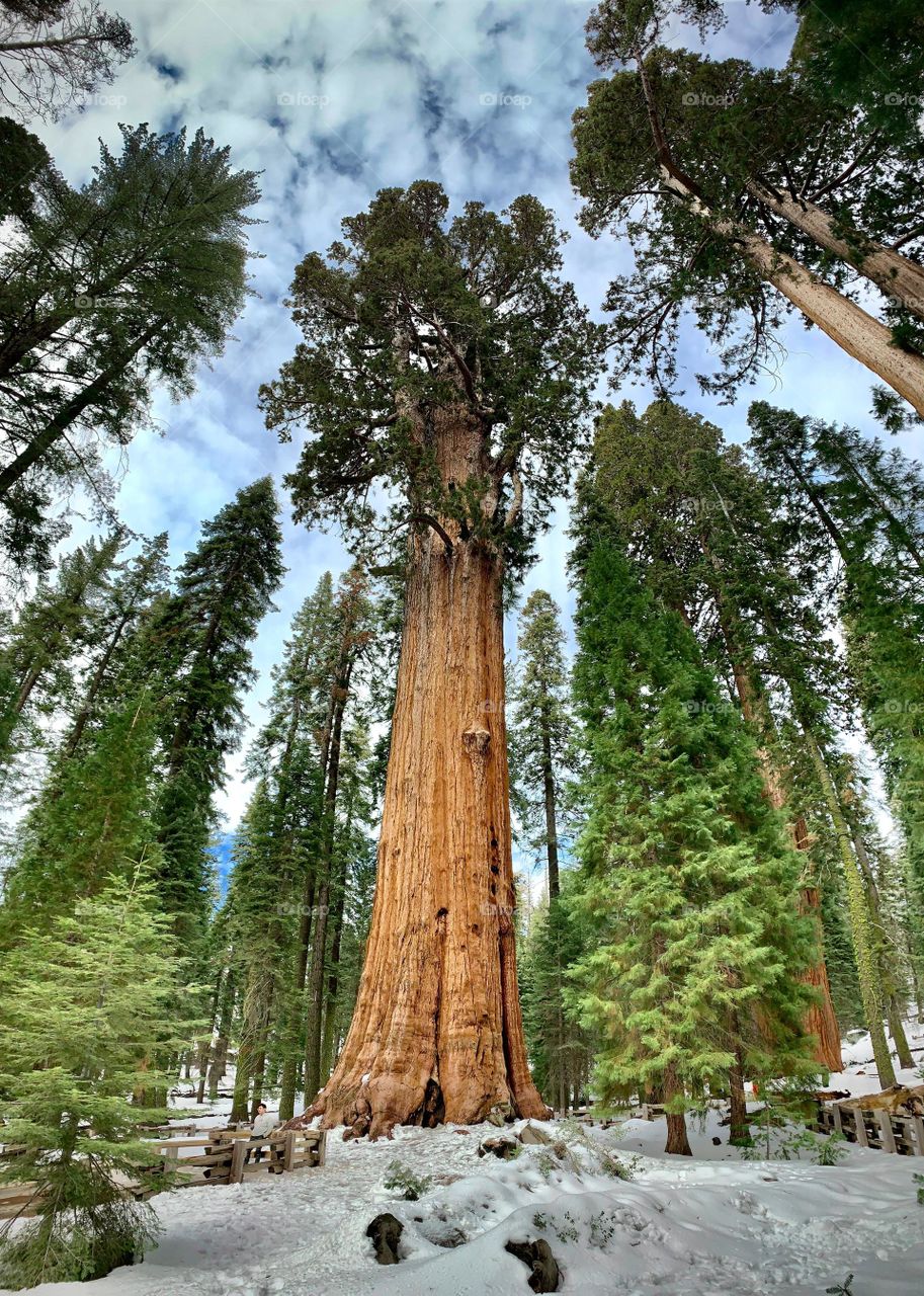 the forest and tall tree