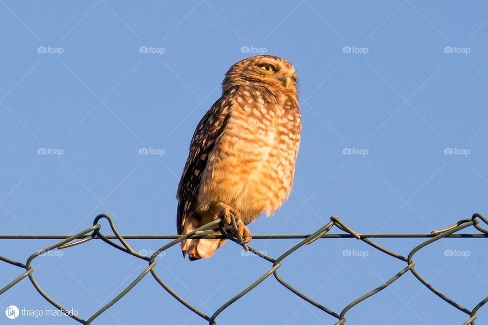 Owl at the sunset