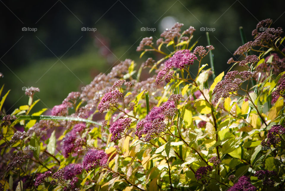 Park flowers