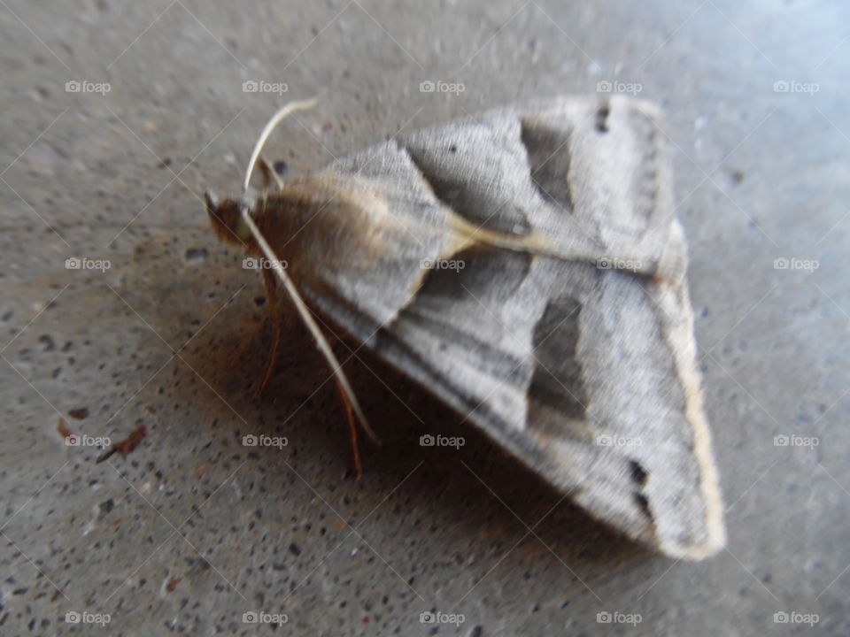 up close moth. This is a picture of a moth that is very well blended into the pavement