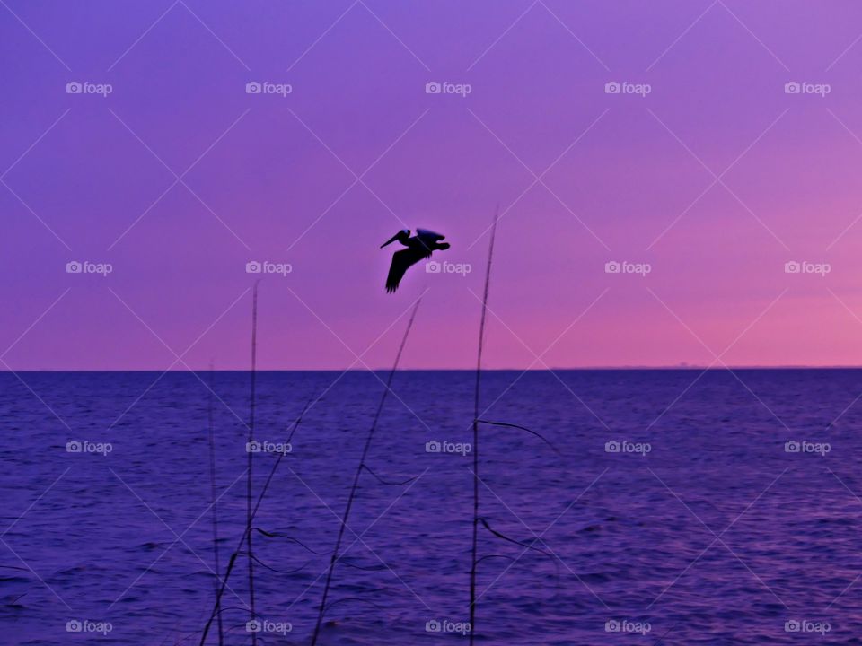 Mesmerizing sunset - Bright streaks of red, pink, and orange slowly overcame the dark blue and purple of the twilight sky. A pelican fly over the ocean on the way home.
