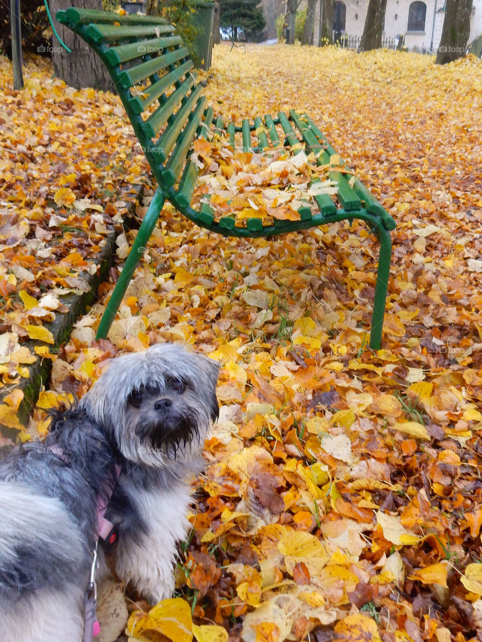 dog walking in leaves. dog walking in leaves