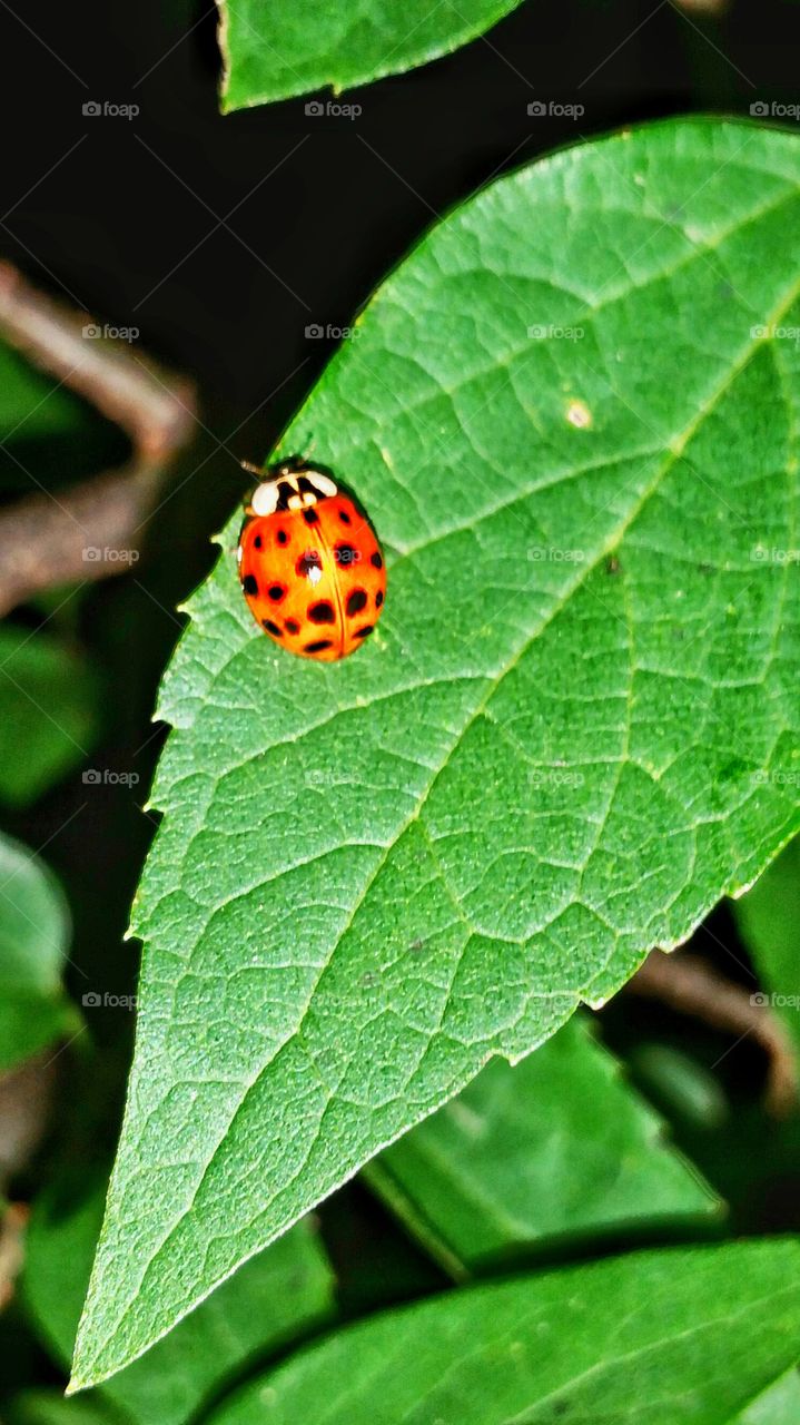 red ladybug on leaf at night