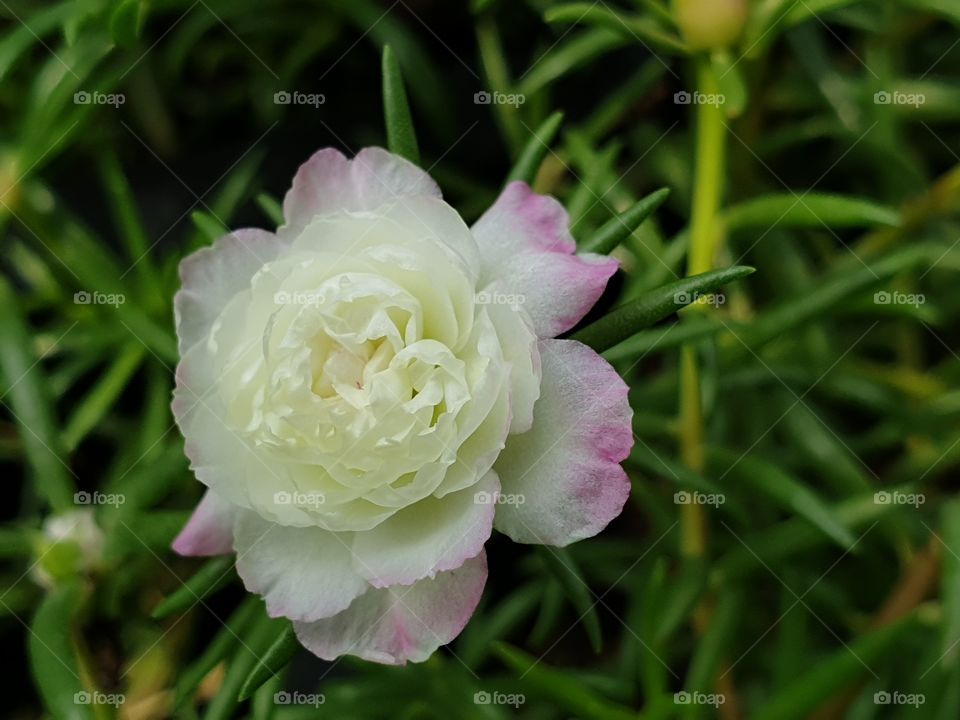 my beautiful Portulaca grandiflora