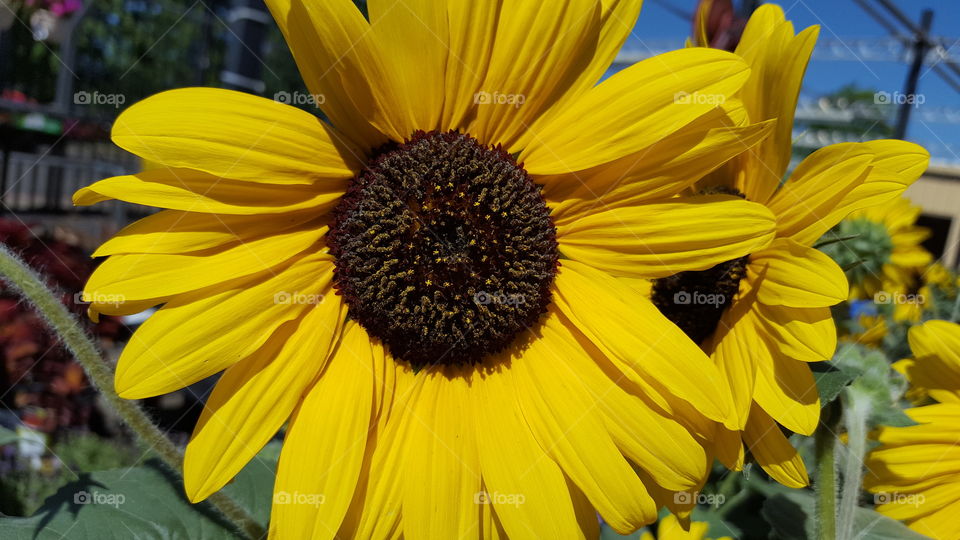 sunflower