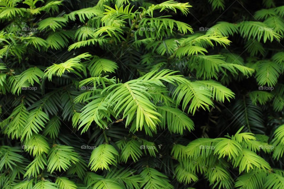 Green leaves on the tree 💚💚💚