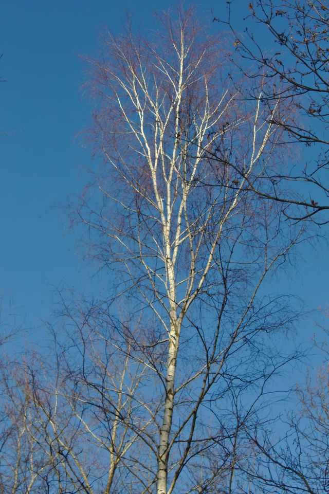 a simple tree